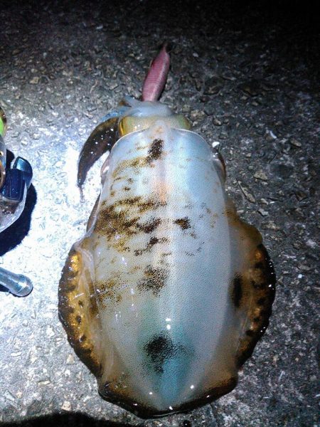 レガーメ　斬７６CA